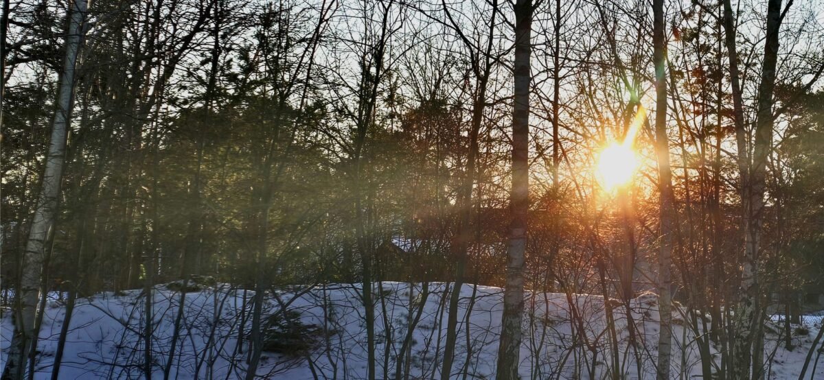 Winter sunlight breaking through bare trees over snow