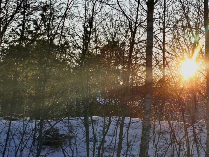 Winter sunlight breaking through bare trees over snow